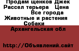 Продам щенков Джек Рассел терьера › Цена ­ 25 000 - Все города Животные и растения » Собаки   . Архангельская обл.